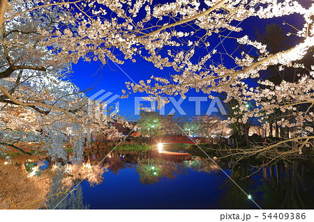 【長野県】臥竜公園の夜桜 【長野県】臥竜公園の夜桜 54409386