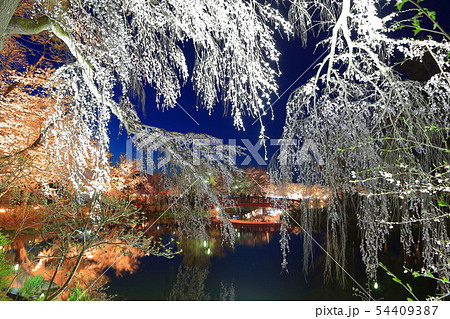 【長野県】臥竜公園の夜桜 【長野県】臥竜公園の夜桜 54409387