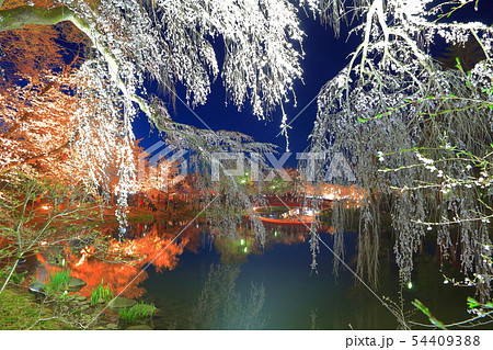 【長野県】臥竜公園の夜桜 【長野県】臥竜公園の夜桜 54409388