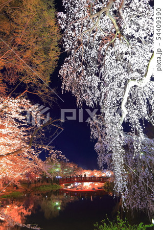 【長野県】臥竜公園の夜桜 54409390