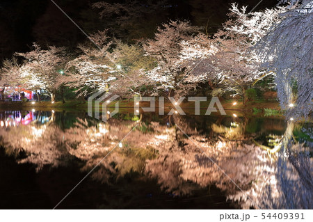 【長野県】臥竜公園の夜桜 【長野県】臥竜公園の夜桜 54409391