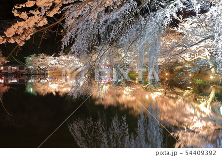 【長野県】臥竜公園の夜桜 【長野県】臥竜公園の夜桜 54409392