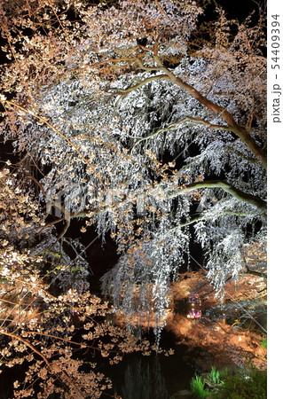 【長野県】臥竜公園の夜桜 【長野県】臥竜公園の夜桜 54409394
