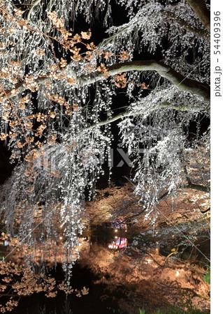 【長野県】臥竜公園の夜桜 54409396