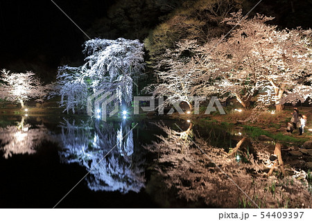 【長野県】臥竜公園の夜桜 【長野県】臥竜公園の夜桜 54409397