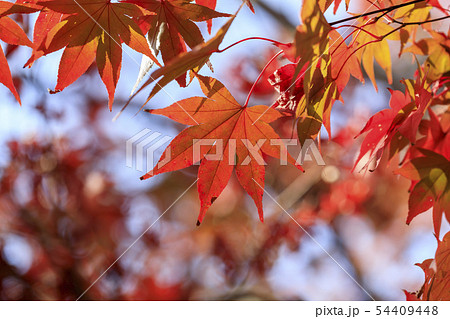 紅葉・オオモミジ 54409448
