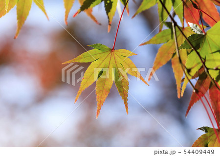 紅葉・オオモミジ 54409449