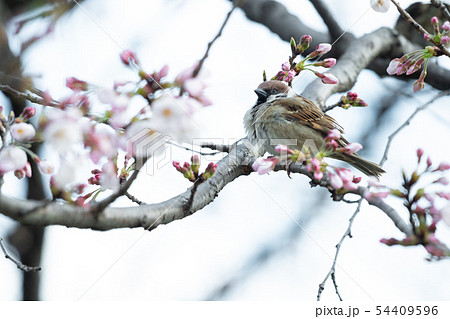 【スズメ】・都心の桜 【スズメ】・都心の桜 54409596