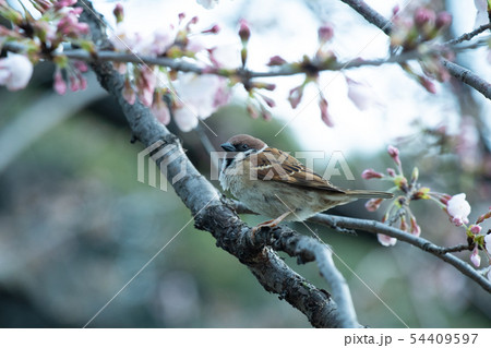 【スズメ】・都心の桜・早朝 54409597