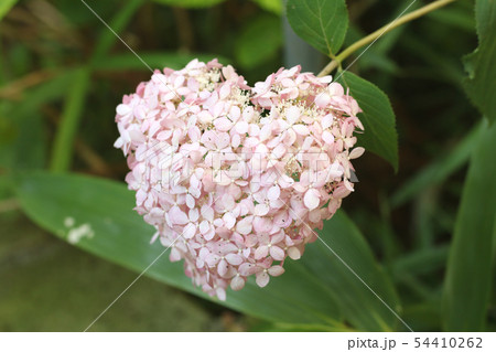 鹿沼市磯山神社　ハート　アジサイ 54410262