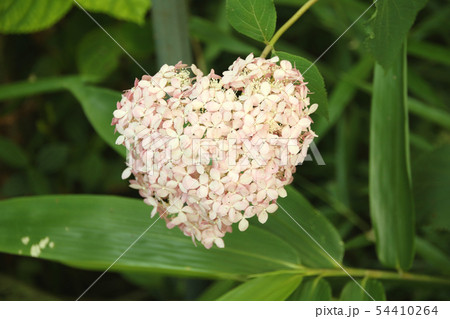 鹿沼市磯山神社　ハート　アジサイ 54410264
