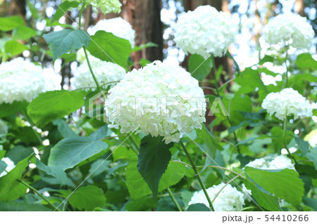 鹿沼市磯山神社　アジサイ 54410266