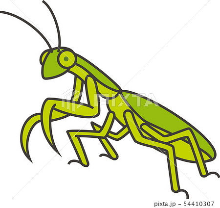 Mantis Stock Illustration