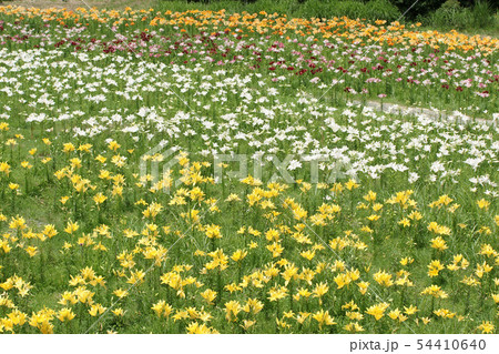 四季の散歩　夏　千種高原 54410640