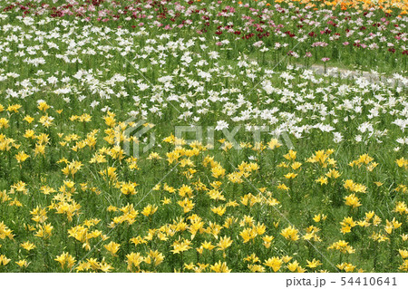 四季の散歩 夏 千種高原 四季の散歩 夏 千種高原 54410641