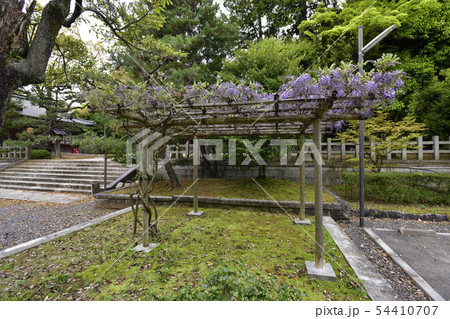 宗忠神社　藤棚 54410707