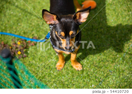 犬 遊んで欲しい 芝生の庭 ミックス犬の写真素材