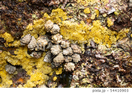 イボニシ 産卵 イボニシ 産卵 54410903