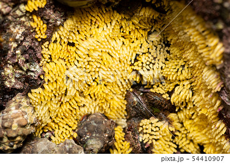 イボニシ 産卵 イボニシ 産卵 54410907