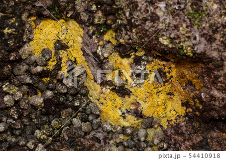 イボニシ 産卵 54410918