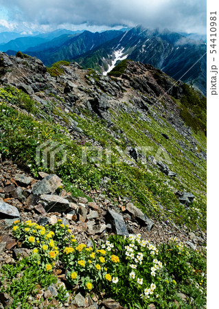 南アルプス・北岳の高山植物と間ノ岳方面の稜線 54410981