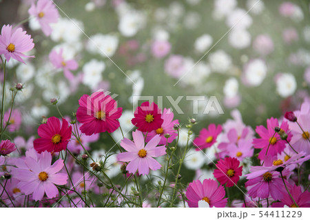コスモス 54411229