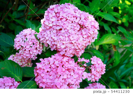 紫陽花 54411230