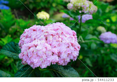 紫陽花 54411233