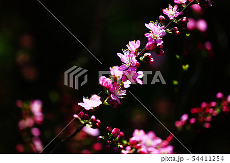 ニワウメの花咲く 54411254