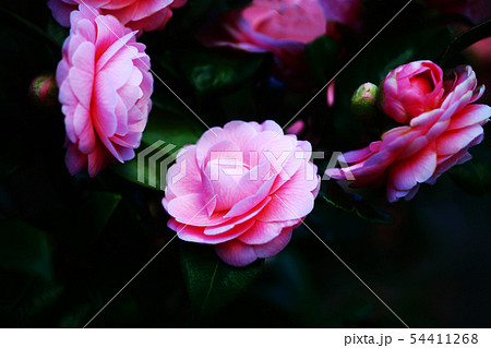 椿の花 宝珠咲き 椿の花 宝珠咲き 54411268