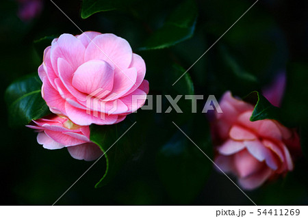 椿の花　宝珠咲き 54411269