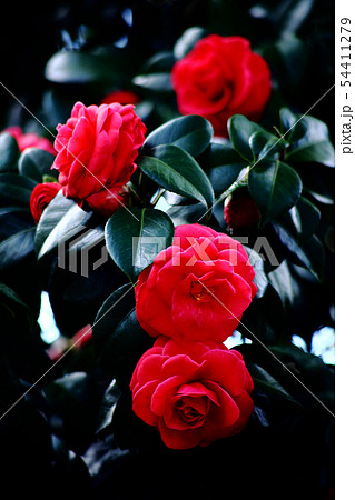 椿　赤色で八重咲きの花 54411279
