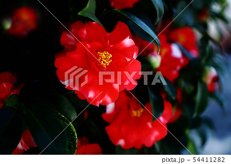 椿　赤に白斑の花 54411282