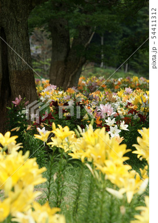 四季の散歩　夏　千種高原 54411312