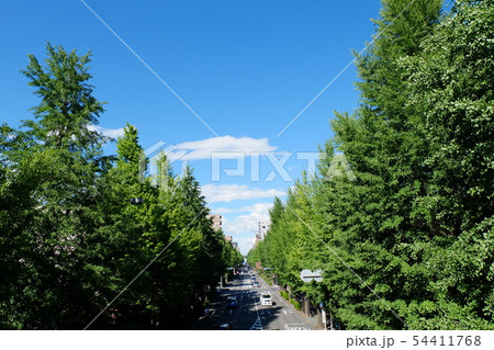 新緑の甲州街道の銀杏並木 新緑の甲州街道の銀杏並木 54411768