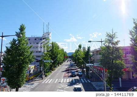 新緑の甲州街道の銀杏並木 54411769