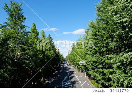 新緑の甲州街道の銀杏並木 新緑の甲州街道の銀杏並木 54411770