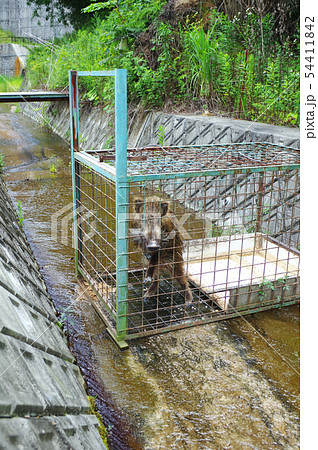 捕獲された子どもイノシシ 捕獲された子どもイノシシ 54411842