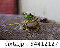 アマガエル 54412127