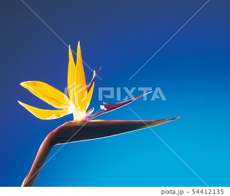 植物　ストレリチア 54412135