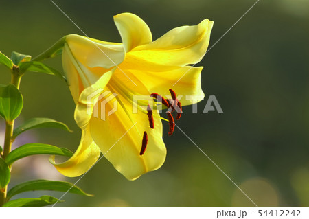 コンカドール 54412242