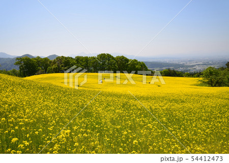 三ノ倉高原菜の花畑へ行きました　　＃85 54412473