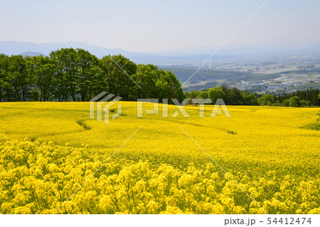 三ノ倉高原菜の花畑へ行きました　　＃84 54412474