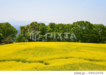 三ノ倉高原菜の花畑へ行きました　　＃82 54412476