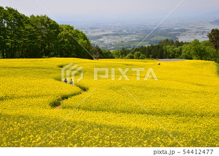 三ノ倉高原菜の花畑へ行きました #81 三ノ倉高原菜の花畑へ行きました #81 54412477
