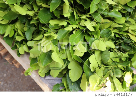 Kaffir lime leaves sell at market 54413177