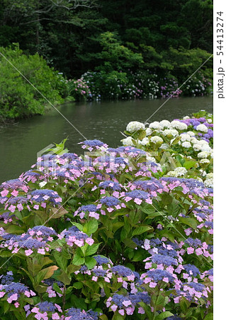 紫陽花 紫陽花 54413274