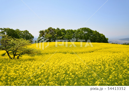 三ノ倉高原菜の花畑へ行きました #89 三ノ倉高原菜の花畑へ行きました #89 54413352