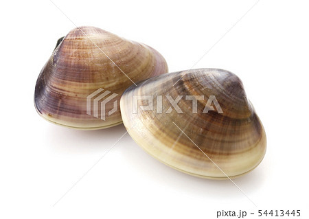 はまぐり はまぐり 54413445