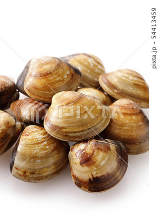 はまぐり 54413459